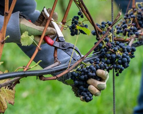 Chet Valley Vineyard harvest