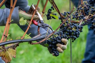 Chet Valley Vineyard harvest